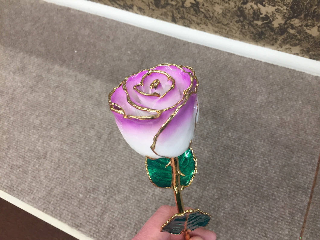 24K Gold Rose Cream Color